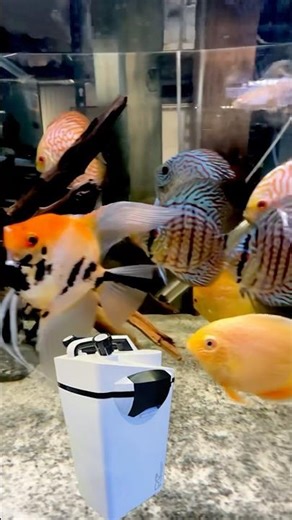 This New Filter Works! #fishroom #paulstingray #paulsaquariums