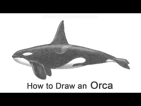 How to Draw an Orca (Killer Whale)