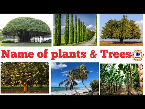 Name of plants & Tree || Trees names || 🌵🎄🌲🌳🌴🪵🌱🌿☘️🌾#trees #d kids