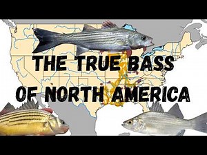 The True Bass Species of North America (Temperate Bass) species identification guide with range maps