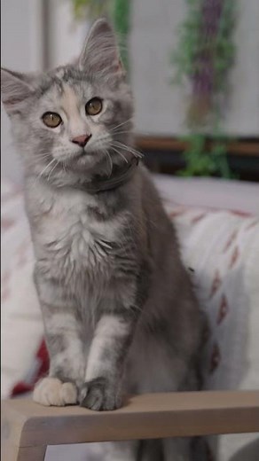 Descubre la comida Veterinary HPM para gatos