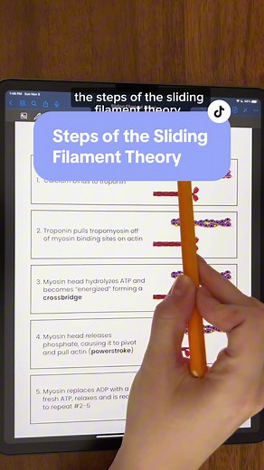 Sliding Filament Theory Explained: Step-by-Step