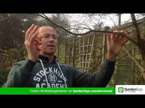 How To Prune Acer Trees