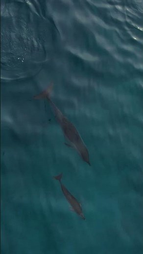 The Fascinating Origins Of Octopus Intelligence