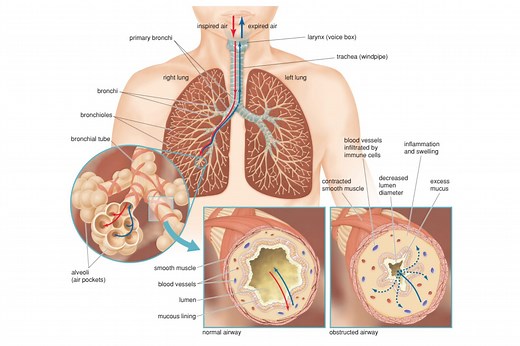 3 Types of Respiration