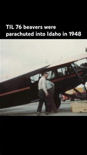 1940s Beaver drop operation!