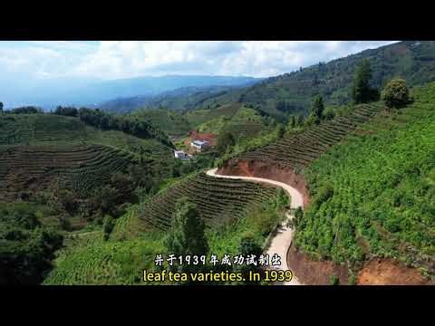The Legend of Yunnan Dianhong: Why It’s Known as the “War-Time Tea”