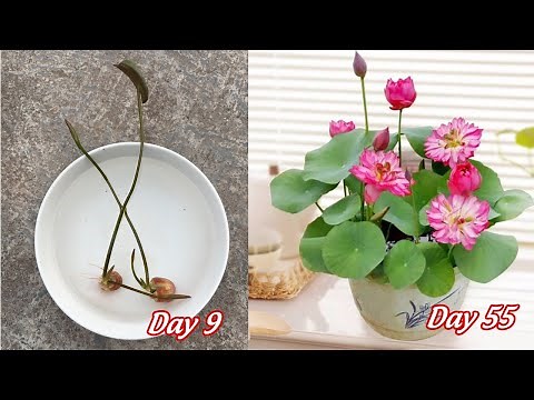 How to grow mini lotus from seeds bloom after 55 days full of information
