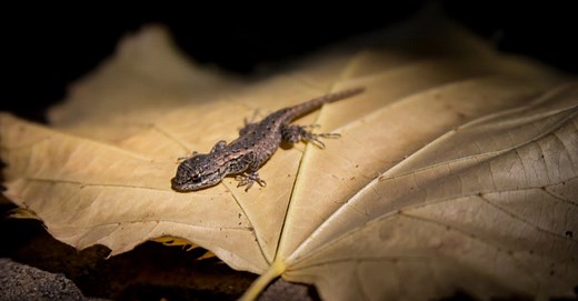 The 9 Smallest Lizards in the World (One Was Just Discovered!)