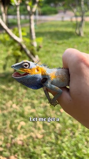 Andrew Raciti on Instagram: "Which lizard has the better paint job? ❄️ or 🔥 Amazing to see such vibrant reptiles thriving right in the center of this huge Vietnam city #wildlife #animals #critters"