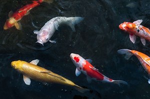 The Ultimate Koi Fish Care And Pond Guide