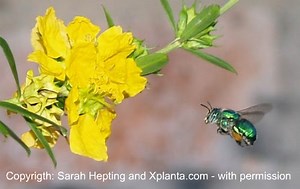 Bee Identification:  How To Identify Different Bee Species - 7 Tips