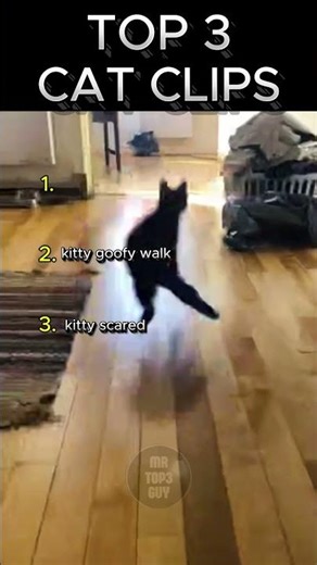 TOP 3 KITTY CLIPS 🐱🐈#viral #cat #catvideos #funniestcat #pets #shortvideo #shorts #fyp