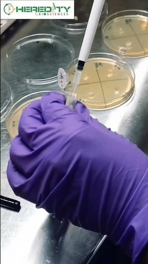 Agar well diffusion method #microbiology #hereditybioacademy