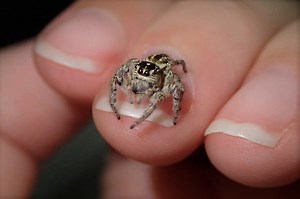 8 AMAZING jumping spiders types you can get as pets | ExoPetGuides