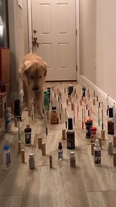 1.6M views · 7.4K reactions | Cat VS Dog: Obstacle Course Race | Viral Stories | Facebook