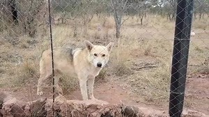 107 reactions · 12 shares | Our wolfies are learning to howl!! Athena has been howling all day! Dakota howls occasionally too! #cheetahexperience #zacheetahconservation #bigcats #southafrica #volunteer #BELABELA #animal #travel #tiktok #wildlife #conservation #education #bucketlist #zookeeper #cheetah #lion #tiger #leopard #wolf #serval #caracal #meerkat #animallover #photography | Cheetah Experience | Facebook