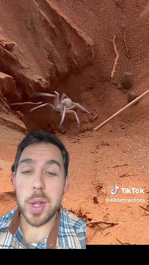 Have u heard of the Dancing White Lady spider from Namibia? CC: sato_goes_wild on IG #spider #tarantula #bugs #animalsoftiktok #animalfacts #animalreactions #critters #creepycrawly #dancinglady #fyp #viralvideo #greenscreen #greenscreenvideo