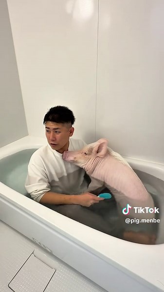 さぁ煮込むか #マイクロブタ #ミニブタ #ブタ #豚 #豚小屋