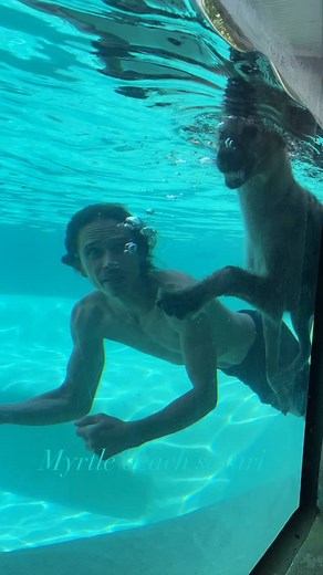 17K views · 127 reactions | Hyenas are some of Africa’s most misunderstood animals — intelligent, powerful, and even graceful in the water. Learn more at MyrtleBeachSafari.com ❤️☮️ | Myrtle Beach Safari Wild Encounters Tour | Facebook