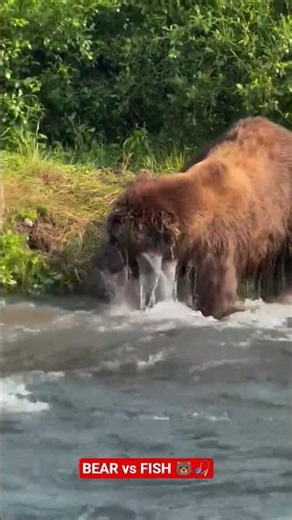 Bear Catching Live Fish in River 🐻🎣 | #Wildlife #Nature #ASMR #Bear #Fishing #ViralShorts