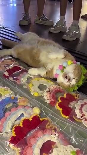 10K views · 91 reactions | Clasic on Reels | Facebook