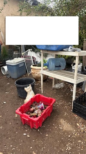 Heroes don’t all wear capes… some hold leashes, open their homes, or give from the heart. 🐾 Every single gift big or small helps us provide food, vet care, and comfort for the 31 dogs we saved from a hoarding situation. These pups went from living in fear to finally feeling safe. Today, YOU can be their hero. 💪❤️ Your support = clean water, warm beds, full bellies, and hope for a better tomorrow. ✨ Let’s show these dogs that heroes are real. 👉 Help us reach $10,000 and change their lives fore