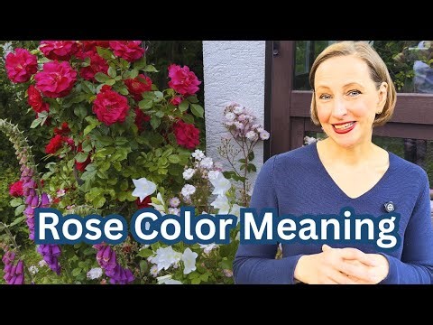 Every Rose Color Has a Meaning—Here's Why 🌹