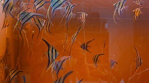 10K views · 340 reactions | Update. | Lo's Fish Store - Discus Farm | Facebook