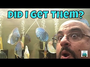 Discus Madness Fish Store Tour Local Fish Store Tour