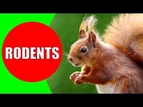 Rodent Sounds for Kids to Learn - Rodents Documentary with 18 Different Types of Rodents