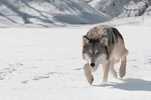 How Big Are Wolves? For Starters, Way Bigger Than You Think