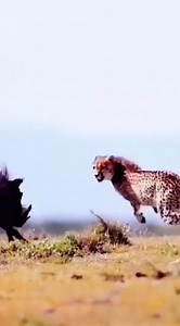 Animal Planet TV on Reels