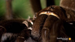 Everything about the Goliath birdeater is big and terrifying: from an 11-inch leg span to a deadly venom that makes the organs of its victims shut down and self-digest from the inside. Now see it in action. 🎥Crazy Monsters: Spiders | Smithsonian Channel