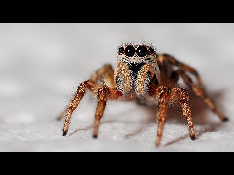 Why female spiders eat males after mating