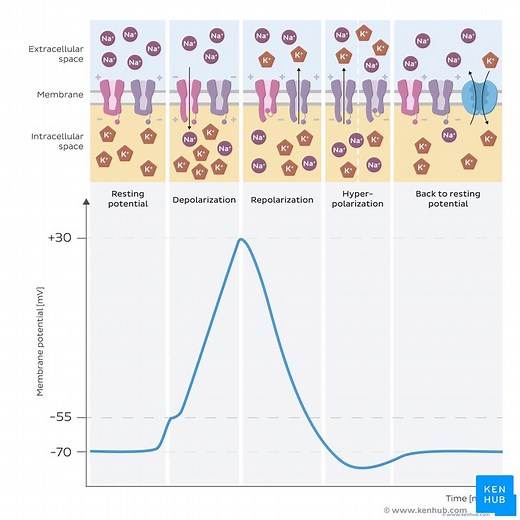 Action potential