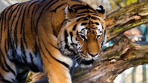 Loop, Seamless, Multimedia