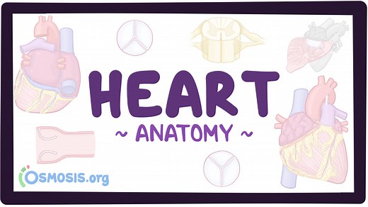 Anatomy of the heart: Video, Causes, & Meaning | Osmosis