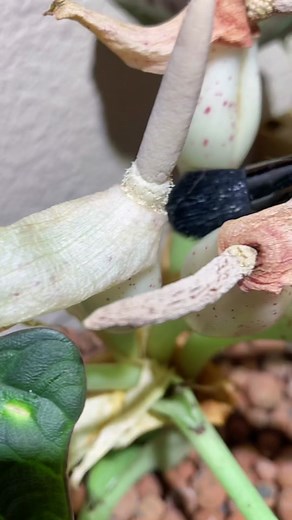 Cross Pollination Experiment: Alocasia Maharani vs. Pink Dragon Hybrid