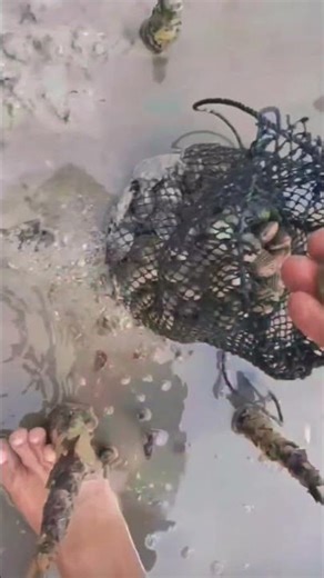 traditional catching of seashell clam #shorts #catching #seafood