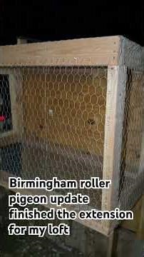 Birmingham roller pigeon update finished the extension for my loft#rollerpigeons