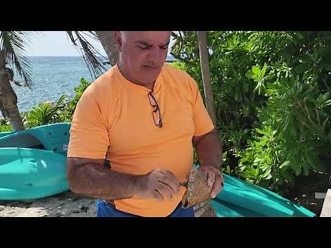 Removing a conch muscle from it's shell without damaging the shell.
