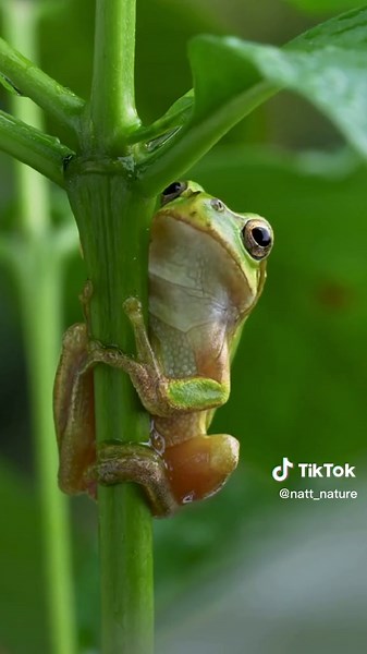 Japanese Tree Frog Sounds: Nature's Little Symphony