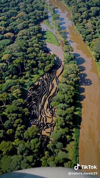 Discovering Anaconda Breeding Swarms in the Amazon