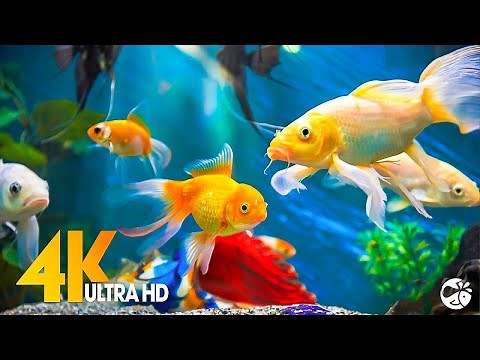 Aquarium 4K VIDEO (ULTRA HD) 🐠 Beautiful Coral Reef Fish - Relaxing Sleep Meditation Music