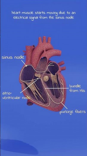 What is a normal heart rhythm? What is a heartbeat? #pathology #anatomy #physiology #biology