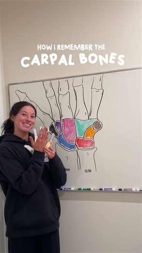 Etsy Hand Model for Physical Therapy Study Tips