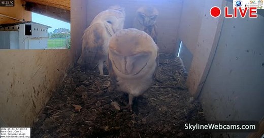 【LIVE】 Live Cam Barn Owl | SkylineWebcams