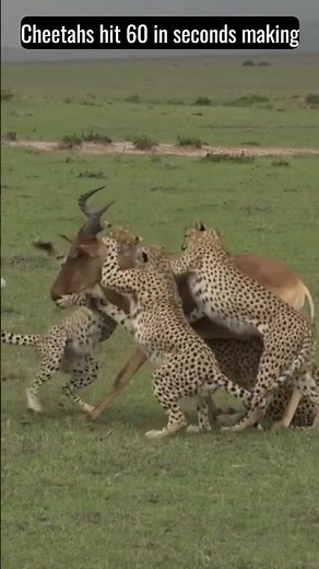 5 Cheetahs vs Topi Antelope | Cheetah Hunt Topi Antelope In Masai Mara National Reserve