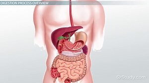 Digestive System | Definition, Organs & Function